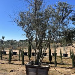 48“ Box Fruitless Olive Trees For Sale