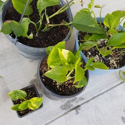 VINE & CLIMBING POTHOS PLANTS