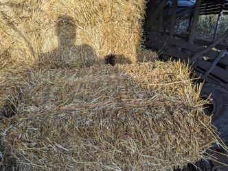 Straw Square Bale 