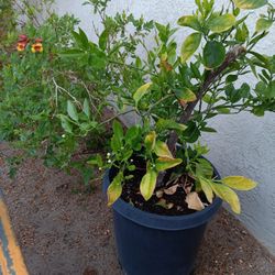 Naranja En Maseta De 15 Galones