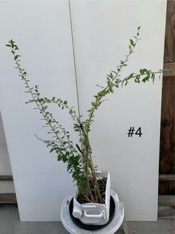 #4- Goji plants 枸杞樹