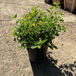 Lantana Bush