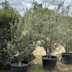25 Gallons Olive Tree