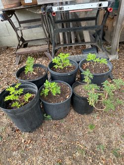 Citronella  Small - X-Large Plants $10-40