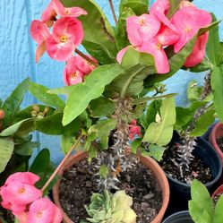 Planta