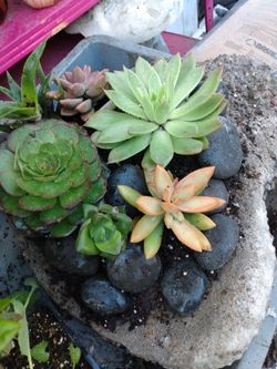 Succulents! Heart shaped cement planters