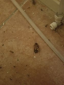 Exterminator de cucarachas