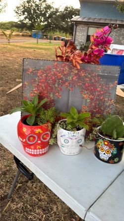 Pictures and plants
