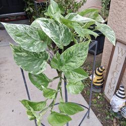 Marble Queen Pothos $15