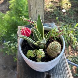 Different types of succulents