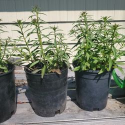 Candytuft Plant Each $5