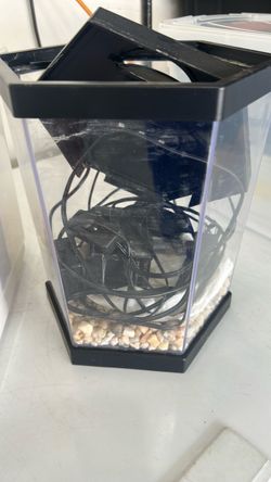 Fish tank 3gallon?