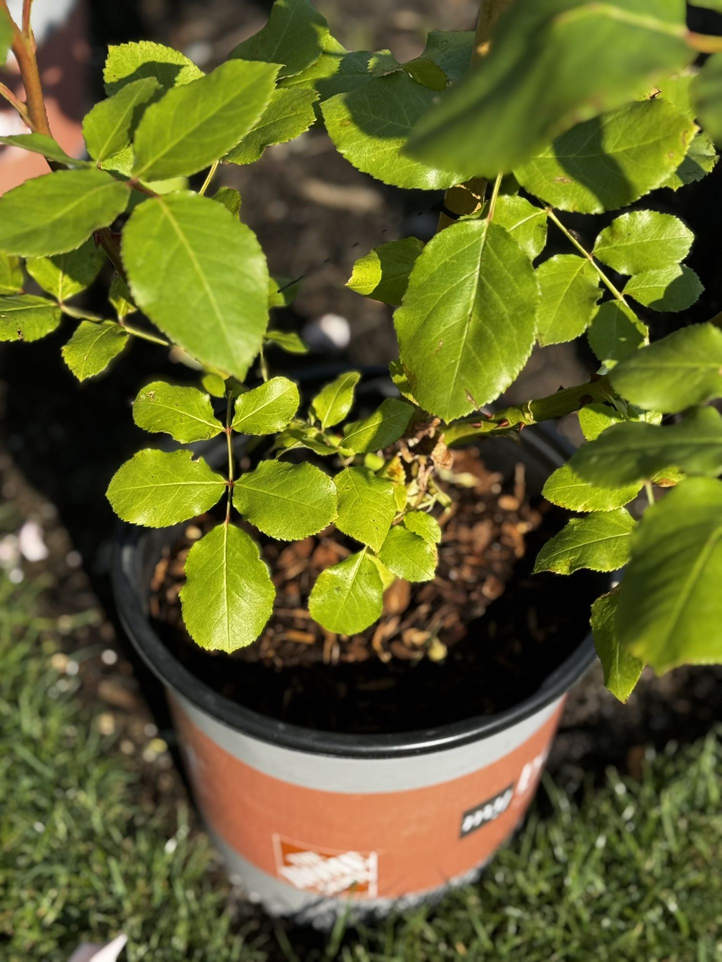 Peony Outdoor Plant