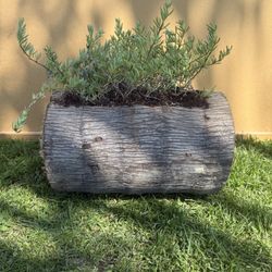 Beautiful Logs For Your Garden/ Fower Planters/ Succulants