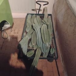 Cactus Cuttings