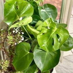 ♥️SUPER Healthy 20” MONSTERA DELICIOUSA 6” Nursery Pot❤️PLS READ DESCRIPTION
