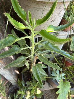 Calanchoe