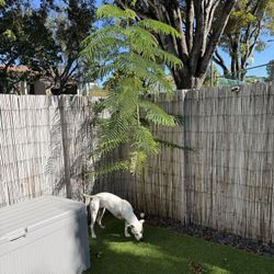 Royal Poinciana Tree