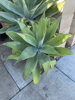 Fox Tail Agave Succulent