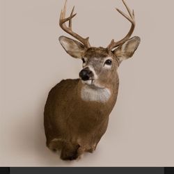 Deer Wall Mount 