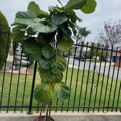House Plant