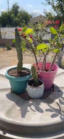 3 potted plants bundle