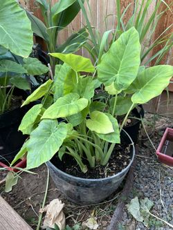 Elephant Ear Plant