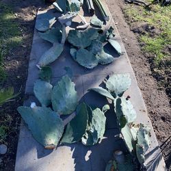 Cactus pieces $5 each