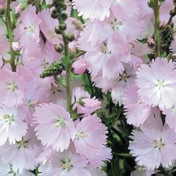 Sidalcea Rosaly (Prairie mallow) Perennial Plants 