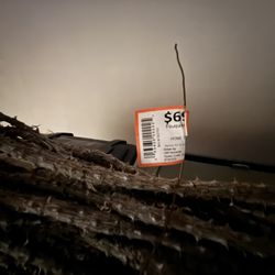 Ocotillo (fouquieria splendens) Plant 