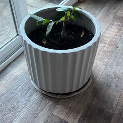 Large Plant Pot