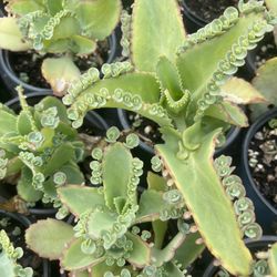 Kalanchoe Mother Of Thousands Plants 🪴 