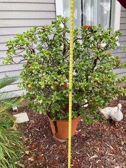 Jade plant, mature, potted