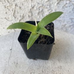 2 Inch Pot Succulent Plant - Foxtail Agave Attenuata - Swan Neck Elephant's Trunk Established - Drought Resistant 🪴 Perfect Baby & Wedding Shower Fav