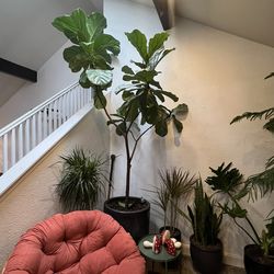 12Ft Fiddle Leaf With Large Ceramic Pot
