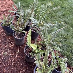 Sword fern plants $5 each landscape