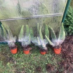 Prickly Pear Snow Cactus Plants!! $10 Each!!