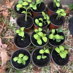 Cucumber Starters