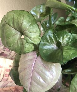 SYNGONIUM/ ROXANA ROUND