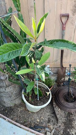 Loquat plant