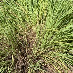 Lemon Grass Plants For $10 Each 