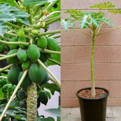LIVE PLANT Dwarf Papaya 2-3ft TALL tree - shipped from sunny Florida