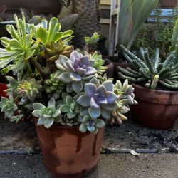 Echeveria Pot