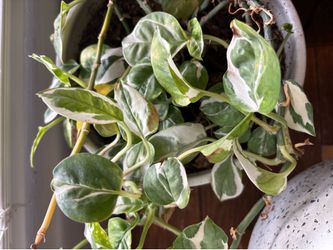 Pothos jade and pearl