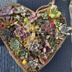Valentine’s Day Gift ❤️Live Succulents!