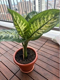 Home plant