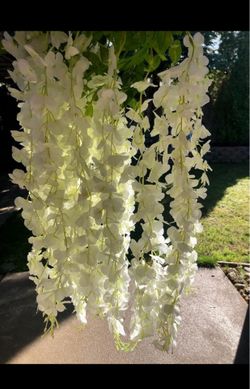 White Wisteria