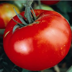 Martian Giant Tomato Plant 