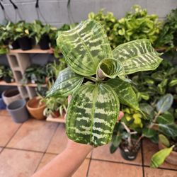 Dracaena goldieana 'Zebra Plant'