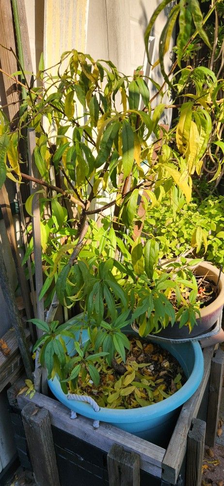 Nectarines Tree